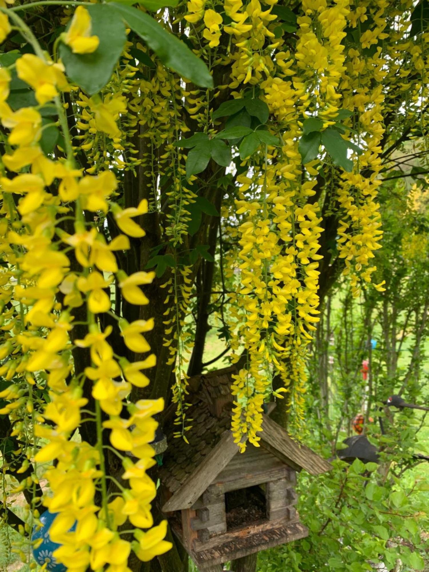 Bed&Breakfast Plattenhof Telfs Exterior foto